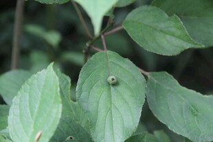 绿叶上的小昆虫