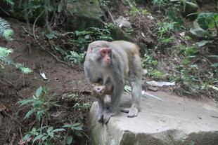 石上母猴与小猴