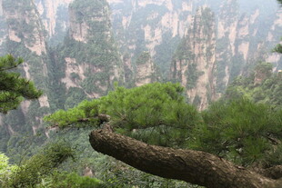 黄山奇松与壮丽山峦