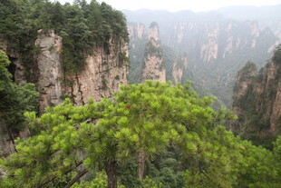 张家界奇峰间的翠绿松树