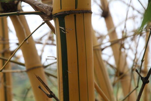 竹制围栏细节特写