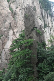 陡峭山崖旁的葱郁绿植