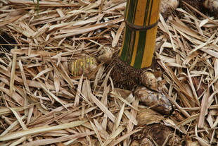 稻草覆盖下的植物根茎