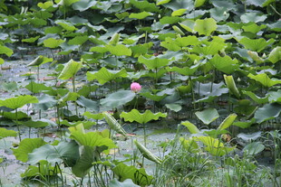 荷塘中的粉色荷花与绿叶