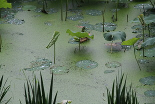 夏日荷塘 莲叶荷花初绽