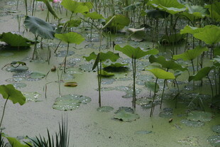 夏日荷塘绿意盎然