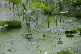 荷塘中的荷叶与水生植物