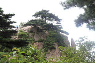 山间奇松与嶙峋怪石