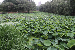 夏日荷塘绿意盎然