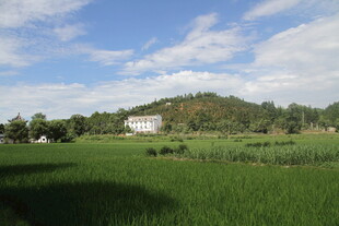 田园风光中的静谧乡村景色