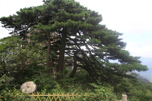 挺拔松树屹立山间