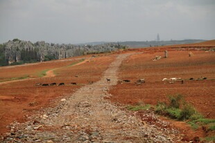 红土地上的蜿蜒碎石路