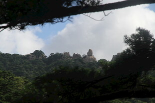 山林间的天空与繁茂树木