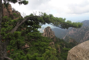 黄山奇峰上的苍松景观