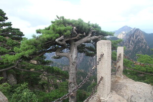 黄山奇松与山间景致