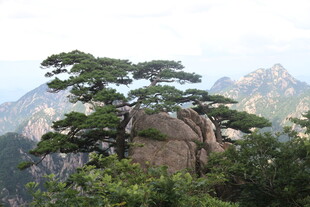 黄山奇松屹立于山石间