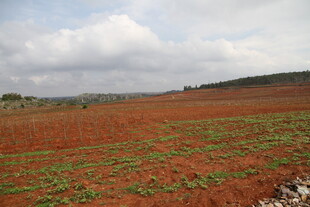 红土地上的绿意生机