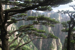 黄山奇松傲立山间