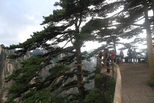 黄山栈道旁的苍松美景
