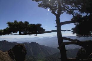 山巅孤松望云海