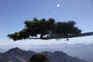 悬崖边的松枝与壮丽山景