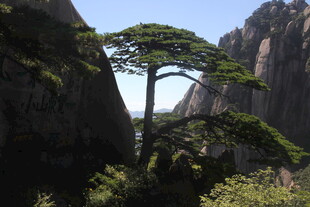 黄山奇峰间的挺拔松树