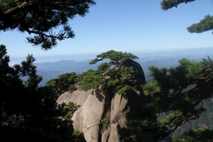 黄山奇峰上的翠绿松树