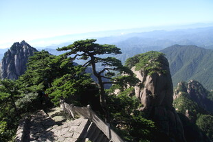 黄山奇峰上的挺拔松树