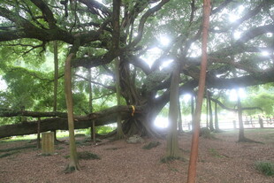 古老大树撑起繁茂绿荫