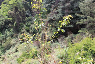 山间挺立的绿植