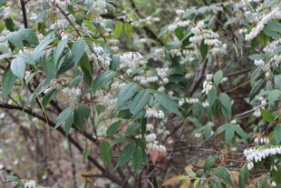 枝头繁花绿叶的植物景观