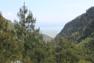 山间松林远眺开阔景致