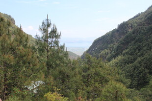 山间葱郁树林与开阔远景