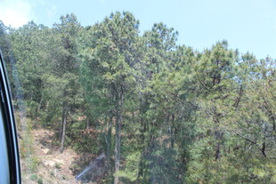 车窗外的茂密山林