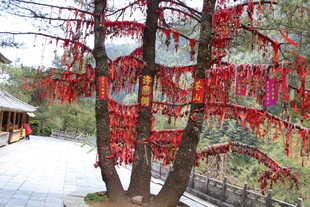 古树下的祈福红丝带