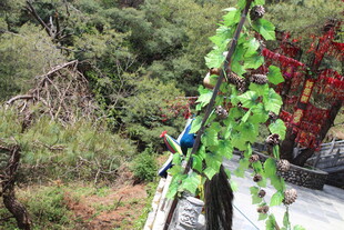 山间绿植缠绕的车辆一角