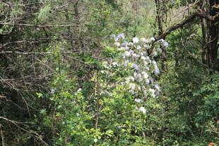 林间绽放的白色花朵