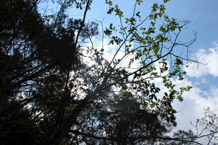 林间树梢望蓝天