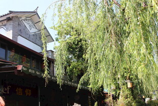 古宅旁垂柳摇曳生姿