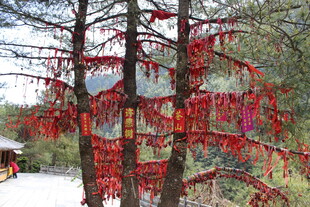 树上挂满祈福红绸带