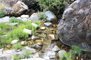 山间溪流旁的石头与绿植