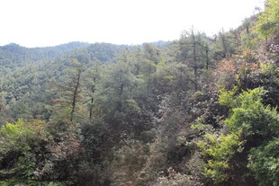 山林葱郁的自然景致