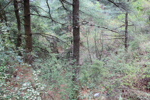 茂密森林中的自然景致