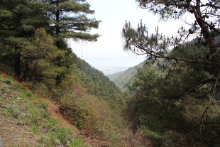 山间绿意盎然的风景