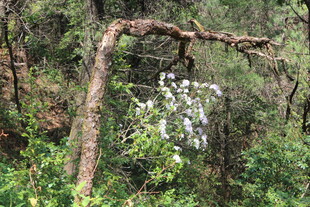 弯曲树枝下的繁茂绿植