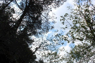 仰视林间树梢与天空