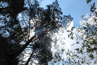 阳光穿透树林的自然美景