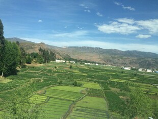 田园风光 绿意盎然的田野