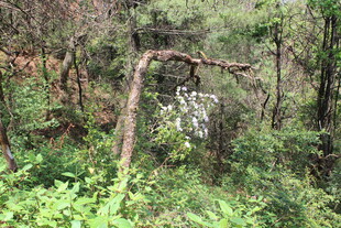 森林中弯折的枯树枝