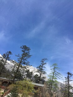 雪山下的葱郁林木风景